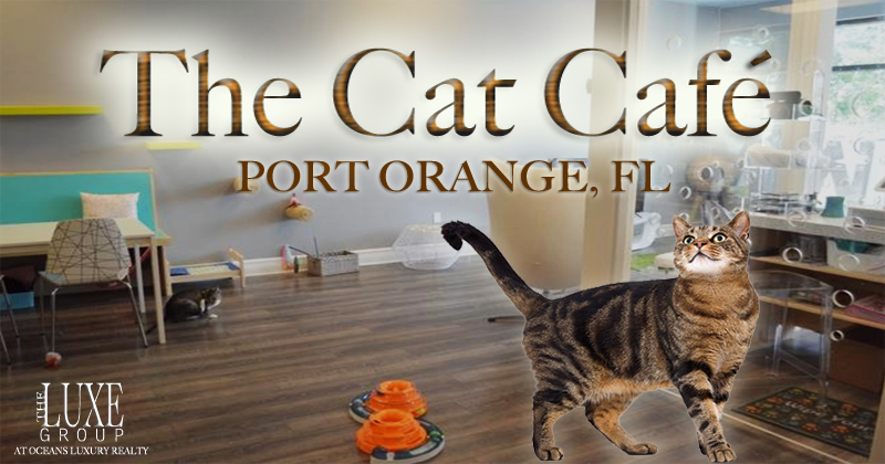 The Cat Cafe in Port Orange, Florida - The LUXE Group 386.299.4043